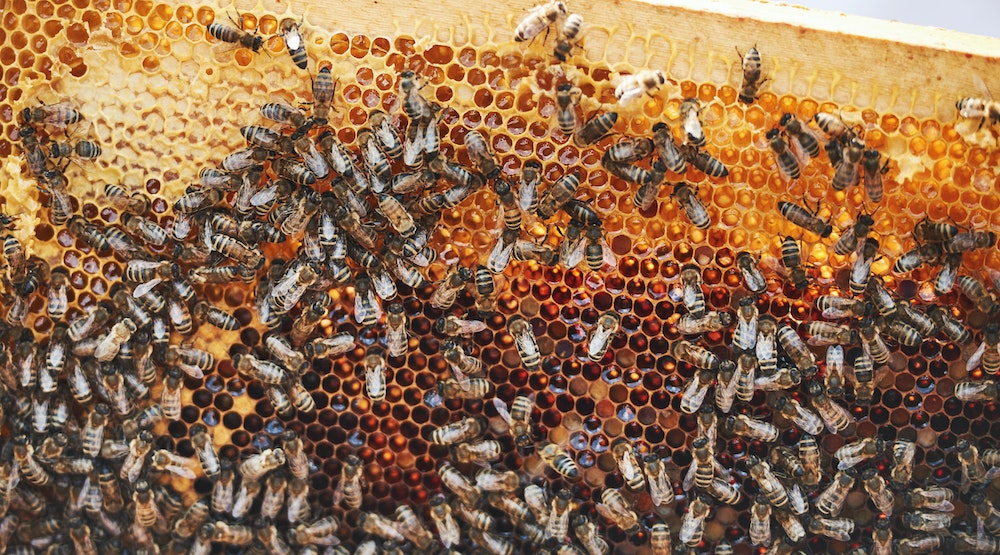 Explorez les bienfaits de l’apiculture avec l’Association pour la Promotion de l’Apiculture Familiale et de Gestion (APFG)